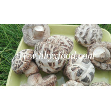 Cogumelo inteiro secado da flor branca / Dong Gu com tampão 2-5cm